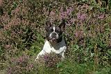 BOULEDOGUE FRANCAIS 093